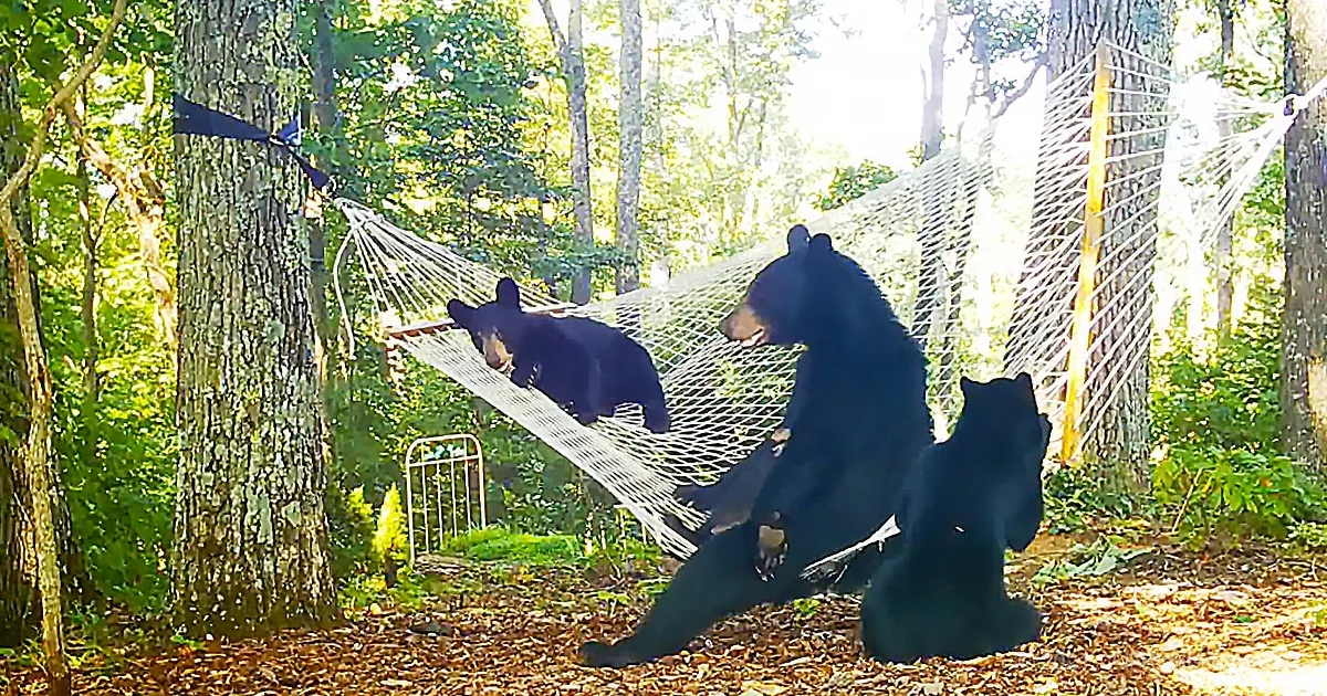 Woman Sets up Hammock for Playful Mama Bear and Her Three Little Babies