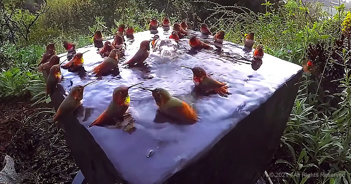 Woman Comes Home to Find a Frenzy Happy Hummingbirds Splish-Splashing in Her Bath