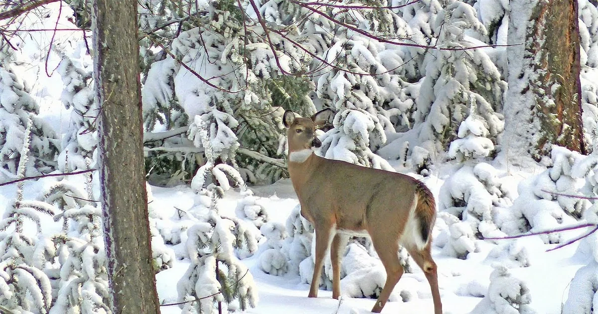 Cautious Deer Explores the Snowy Woods While a Talkative Raven Offers His Support