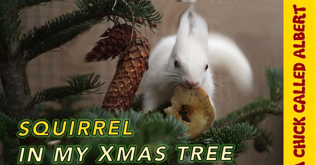 Man Helps Blind White Squirrel (And They Are the Sweetest Bffs Ever)