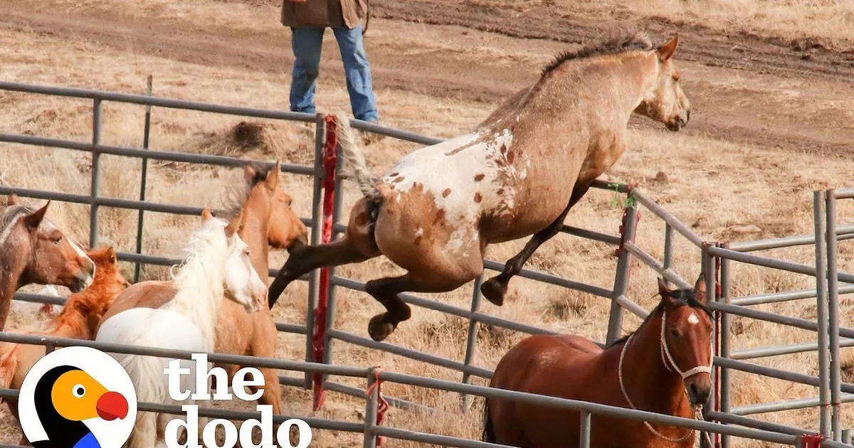 A Wild Horse Is Reunited With His Long Lost 'Girlfriend' and Life Gets a Lot Better for Him