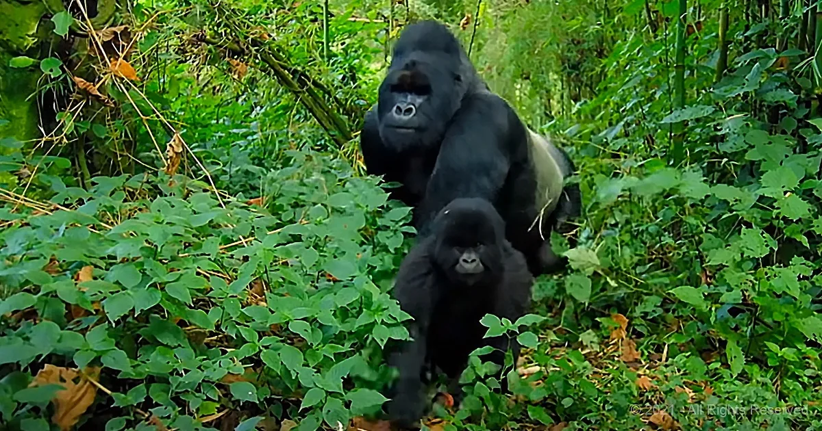 Famously 'Fierce' Gorilla Has a Soft Side When He's on 'Dad Duty'