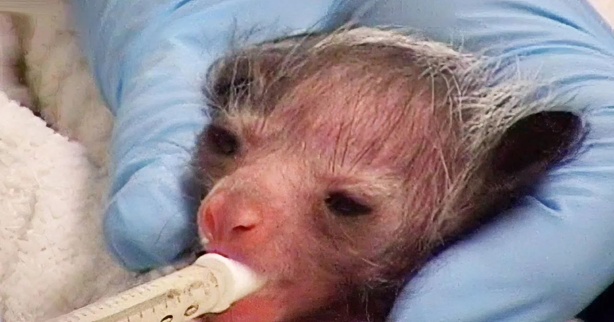 Birth Announcement: Adorable Baby 'Aye-Aye' Beats the Odds After Being Born Underweight