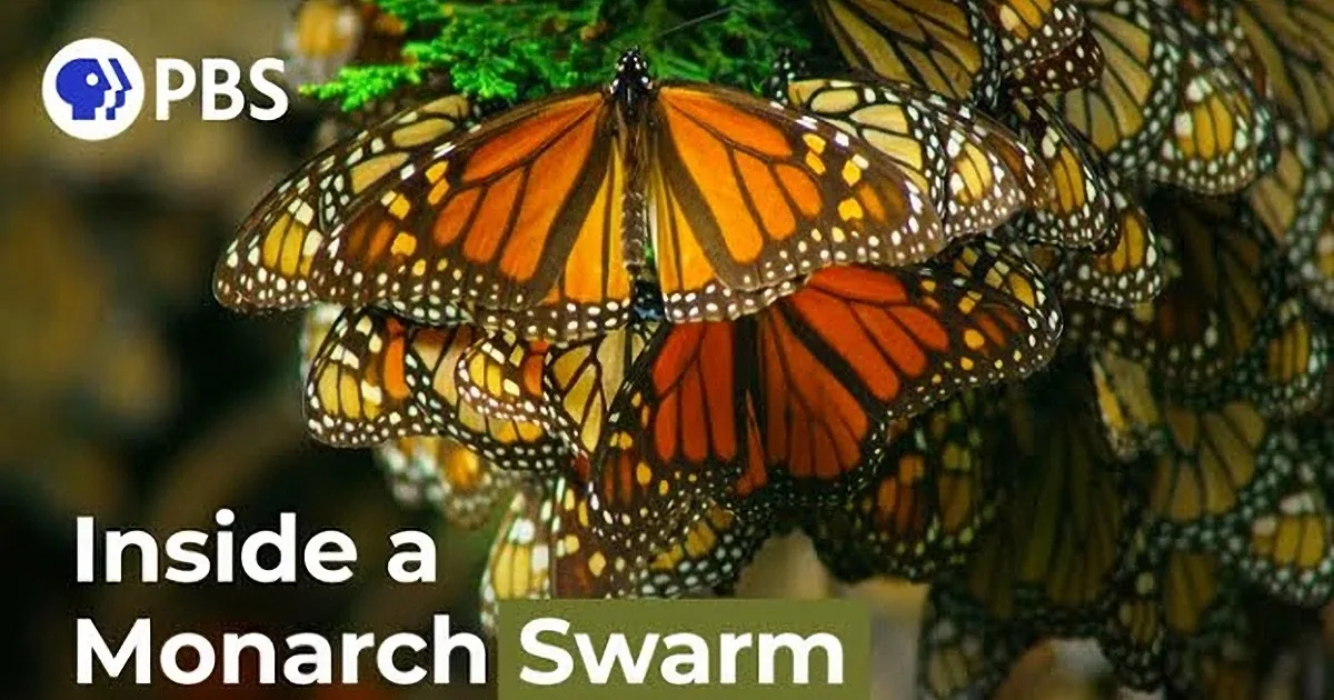 Tiny Drone Disguised as a Hummingbird Captures Magnificent Monarch Butterfly Explosion