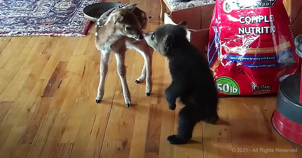 Tiny Deer Swoons When Fuzzy Bear Cub Offers Her a Kiss