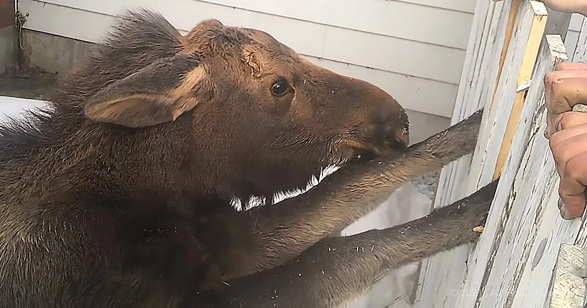 Stuck Baby Moose With the Biggest Brown Eyes Is Happy Someone Stopped to Save Her