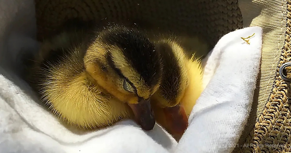 Cutest Thing You'll See Today - Twin Ducklings Cuddle as They Nap