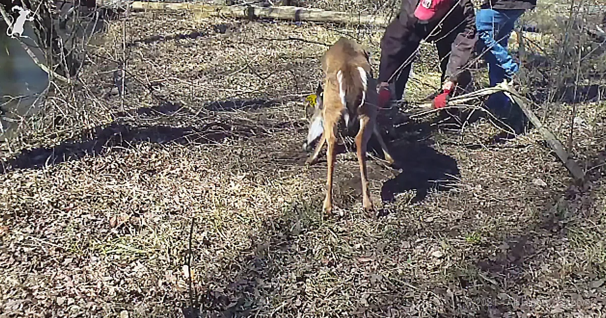 Heroes Wrestle 8-Point Deer by the Horns to Save His Life