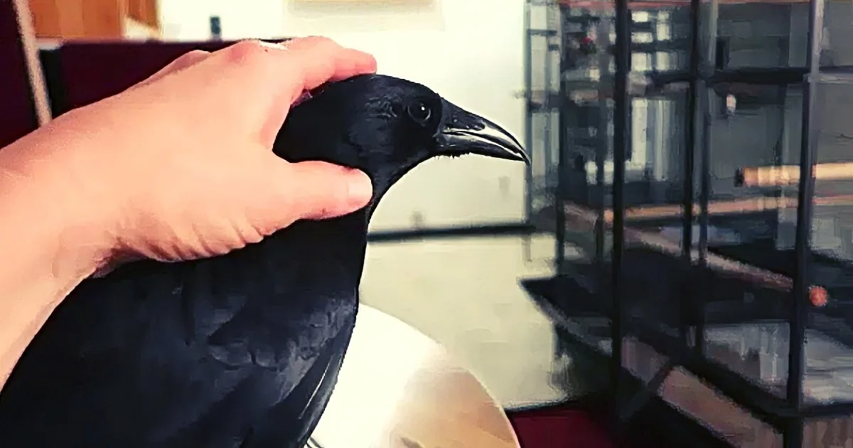 It's Unusual to Have a Pet Crow. Especially When the Crow Thinks She's a Puppy