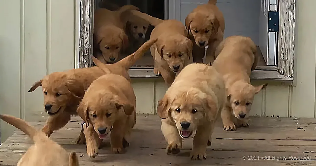50 Golden Retriever Puppies Come Bursting out the Door