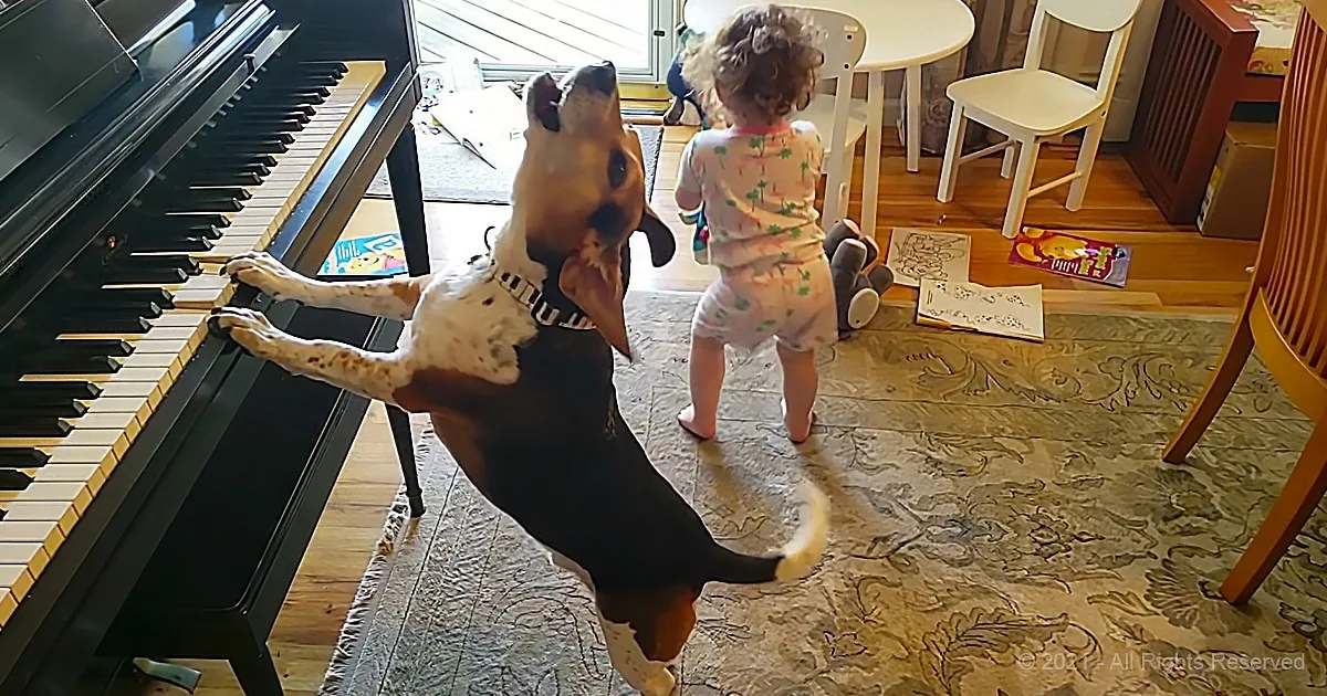 13.6 Million People Have Watched This Baby Dancing to a Piano-Playing Beagle Singing 'Queen'
