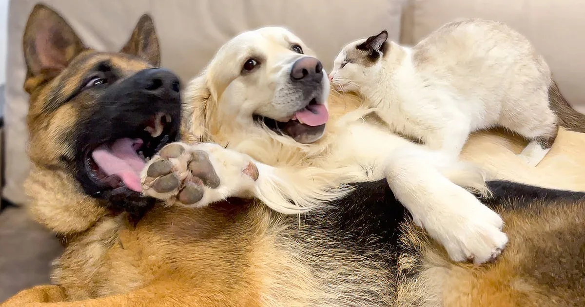 This Trio of Pets Are Just Hilarious to Watch
