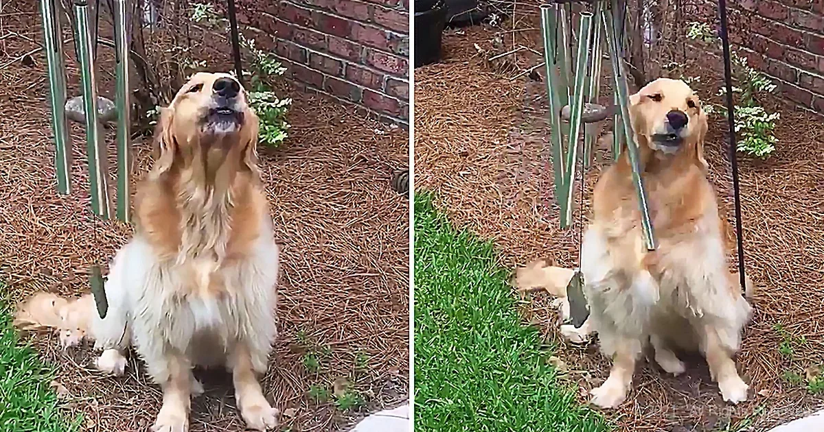 A golden retriever sits on a patch of grass and pine needles, looking up with its tongue out.