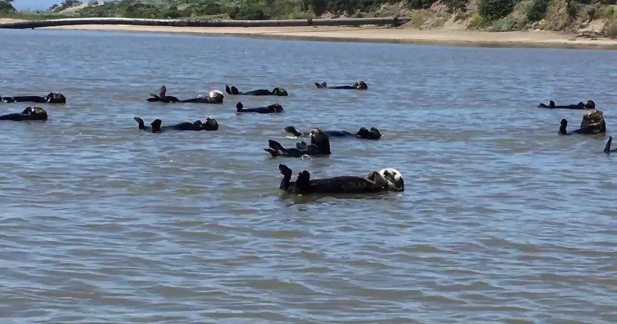 Sea Otters Put on a Show With Unintentionally Synchronized Swimming Routine