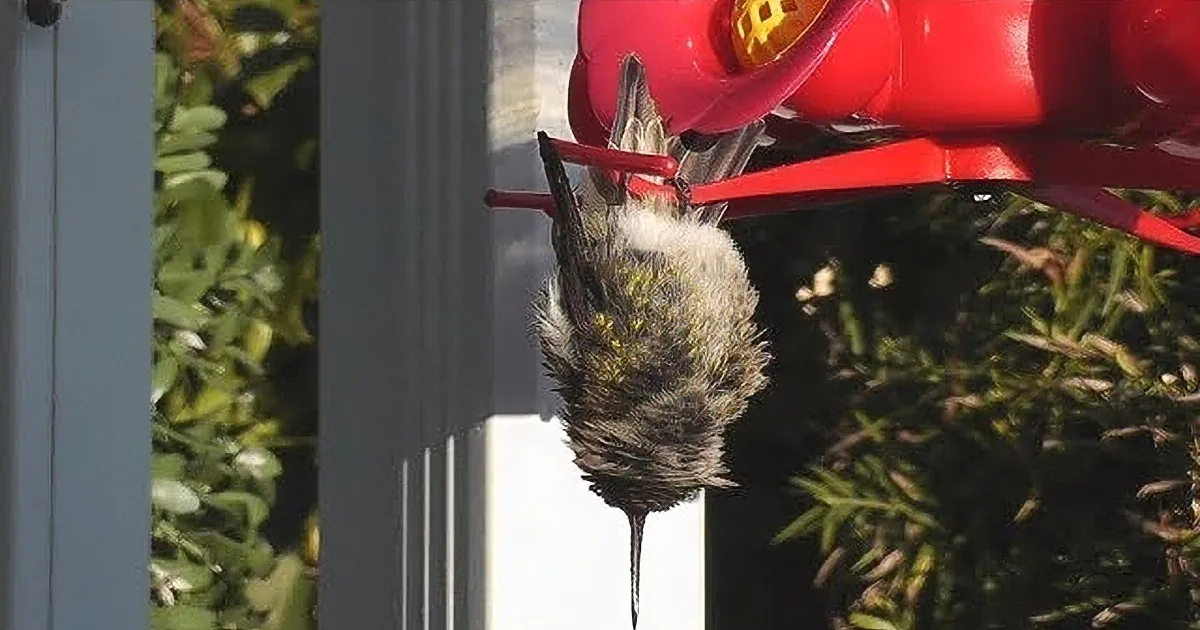 Upside Down Hummingbird Prefers Her Way of Doing Things, Thank You Very Much