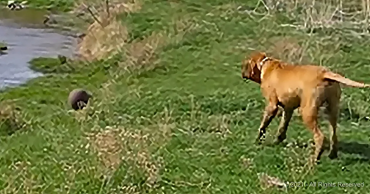 Big, Brave Bull Mastiffs Encounter an 'Intruder' They've Never Seen Before