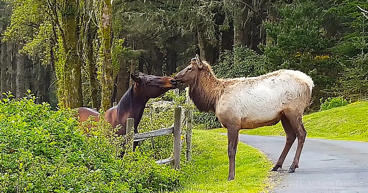 Elk Sneaks Into the Backyard to Ask Horse for a Kiss