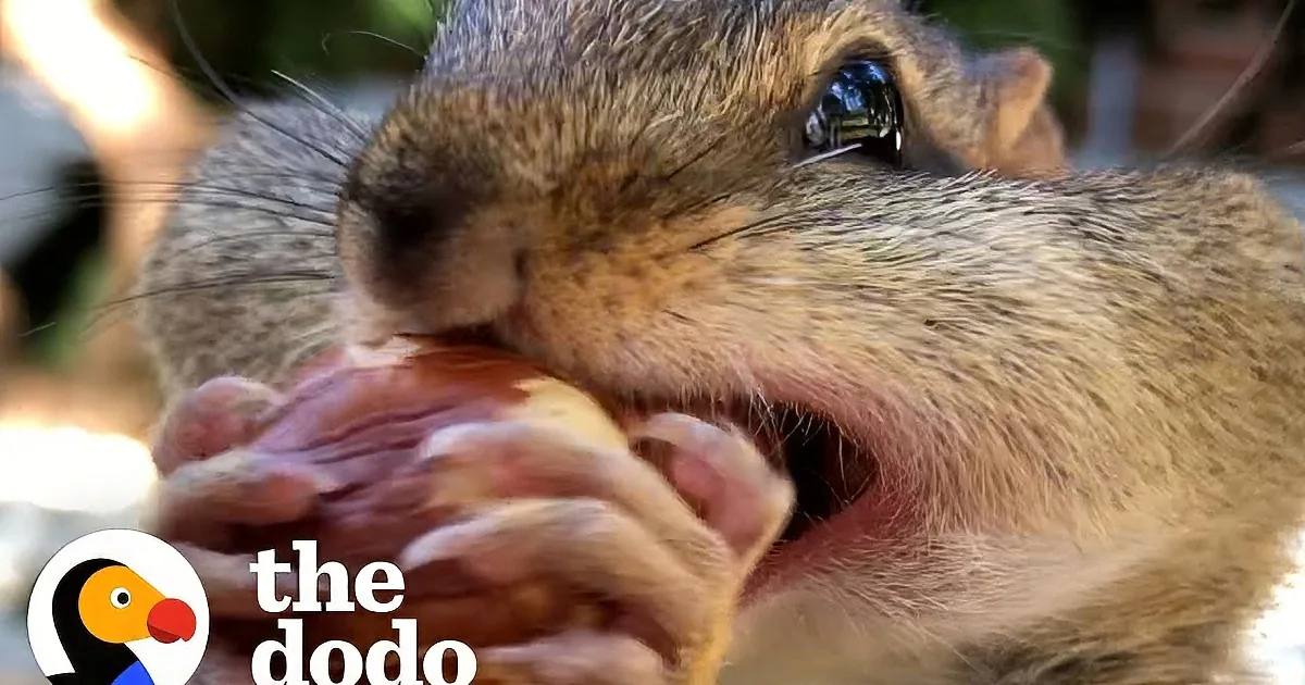 He Collected 29,000 Acorns to Help a Chipmunk Family. This Is How They Repay Him