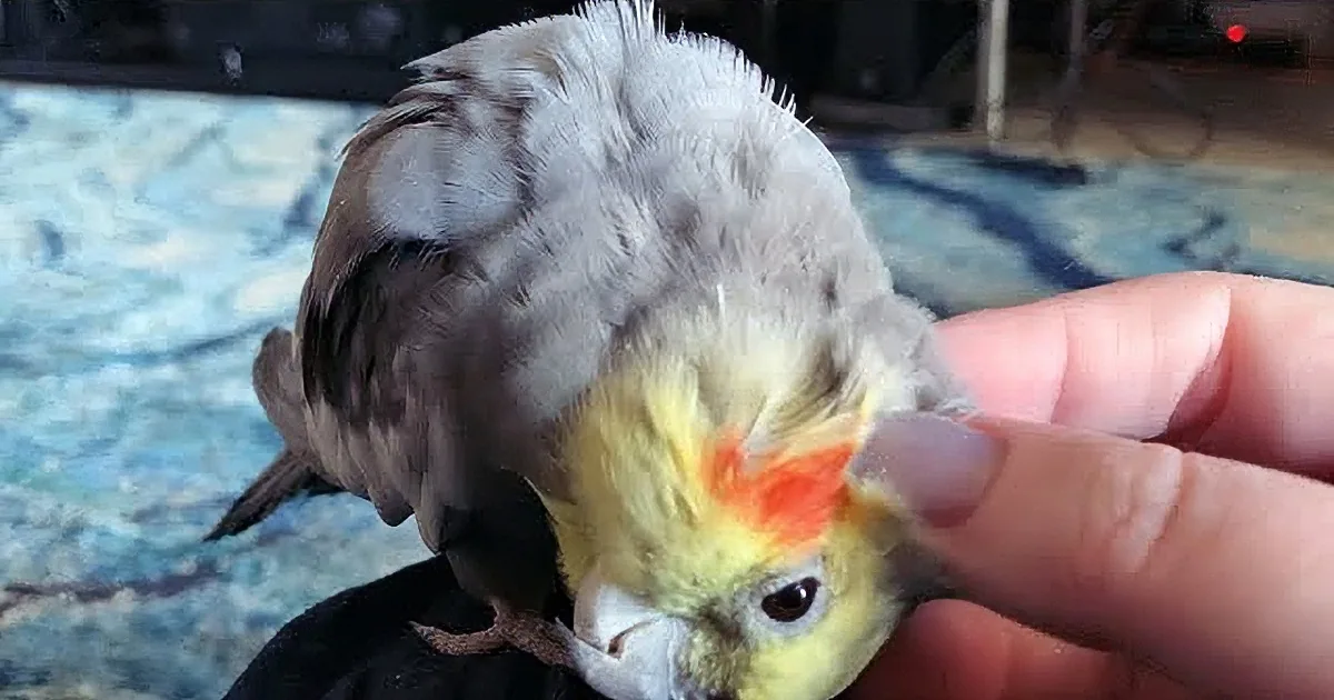 Meet Alex, the Cockatiel Who Sounds Like a Dinosaur