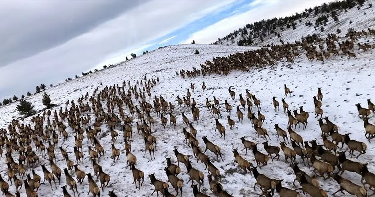 Staggering Aerial Footage Captures Huge Herd of 4,200 Elk
