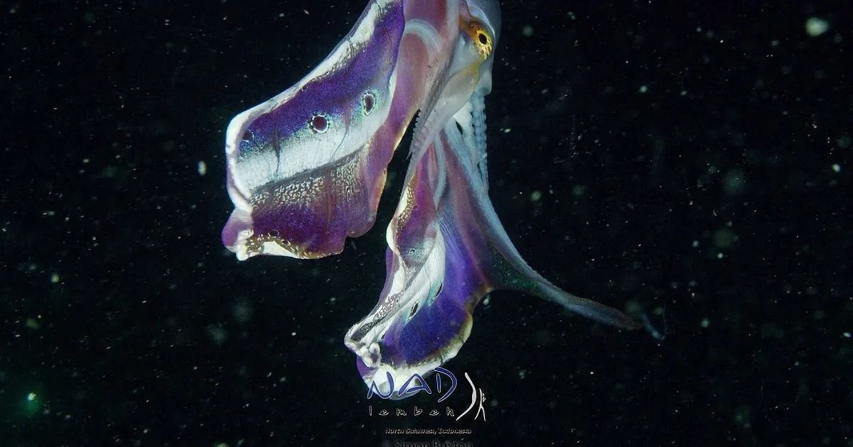 Rainbow-Colored 'Peacocktopus' Unveils Her Technicolor Plumage