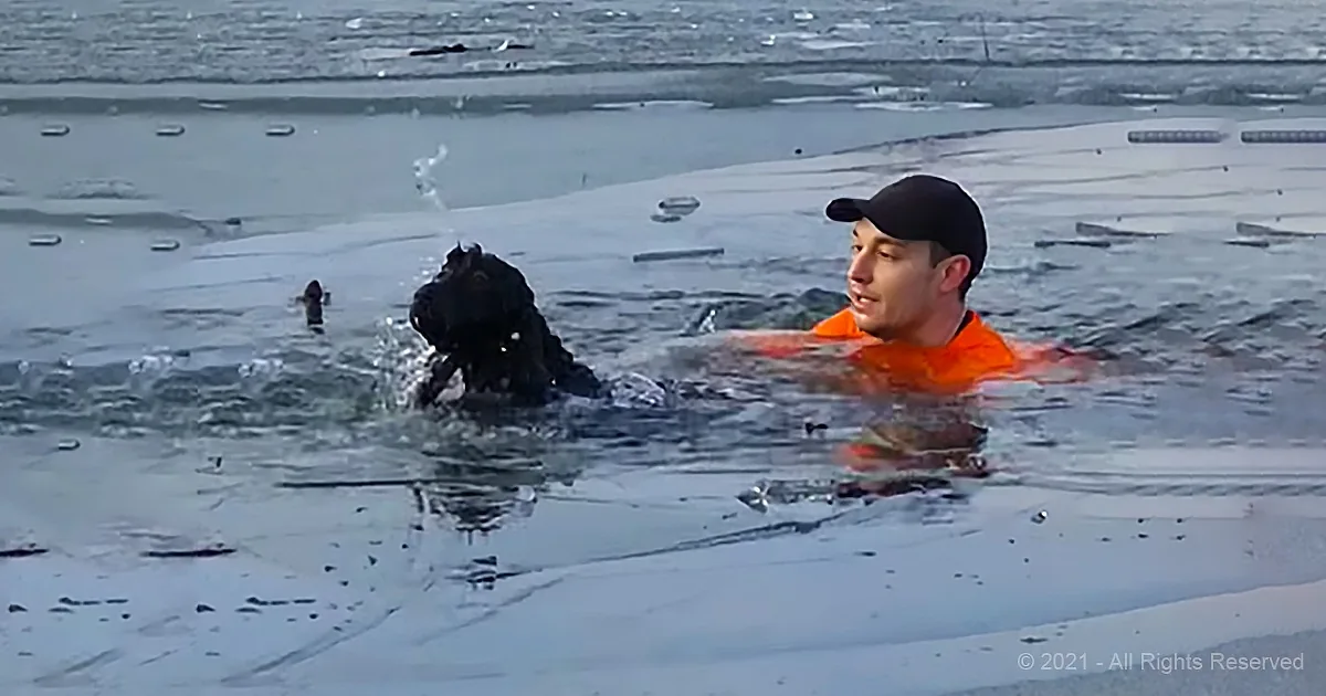 A man in an orange life vest swims in icy water with a black dog.
