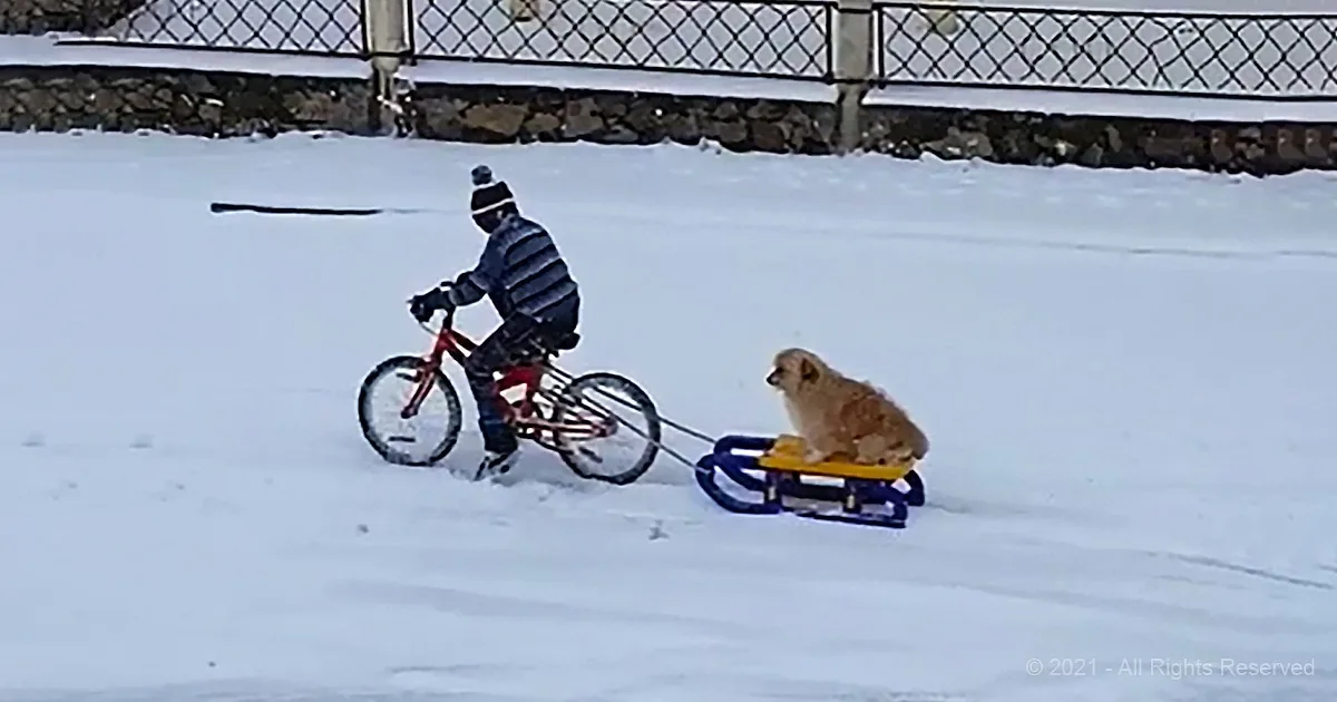 A person rides a bike pulling a sled with a dog on a snowy day.
