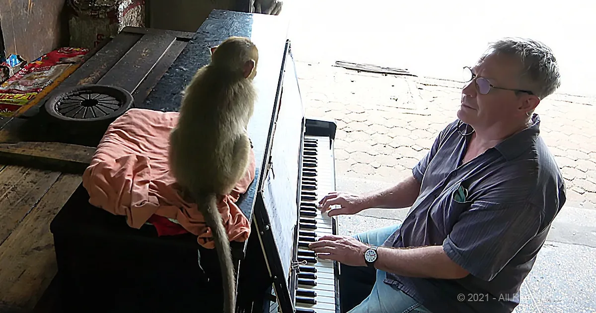 Pianist Serenades Sweet Monkey With a Soothing Lullaby