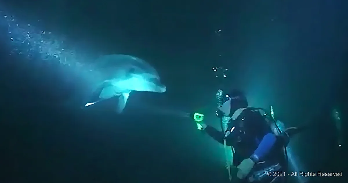 A scuba diver interacts with a dolphin underwater, surrounded by bubbles and dim blue light.