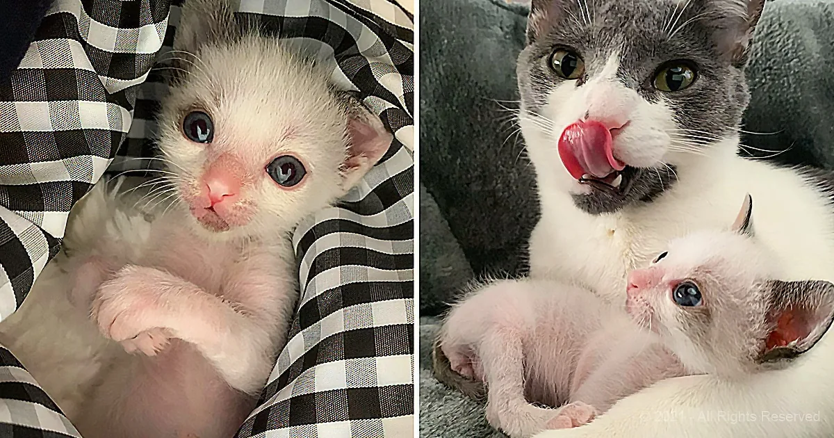Rejected by Mom, Palm-Sized Kitten Feels Love for the First Time