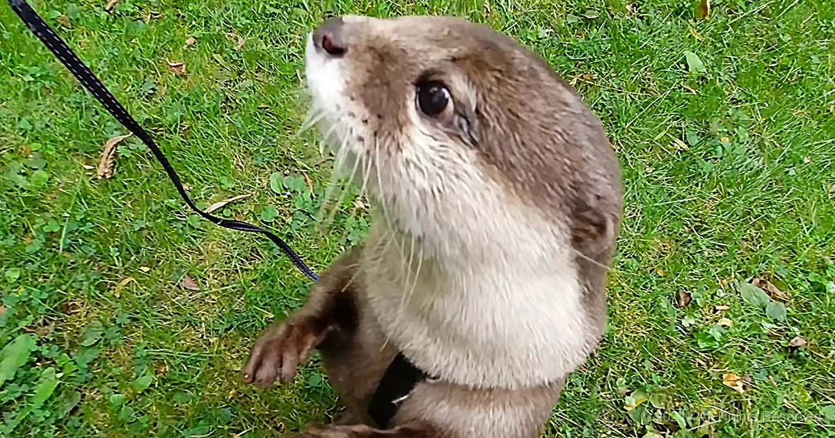 Baby Otter Falls in Love After Seeing Cow