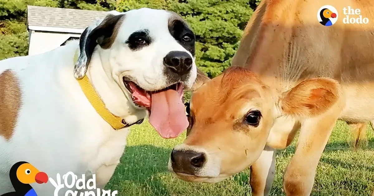 Little Dog's Whole World Changes When He Meets a Cow