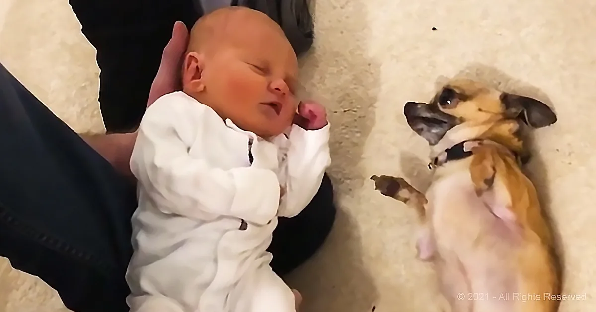 Puppy Offers Tiny Newborn a Hero's Welcome Home