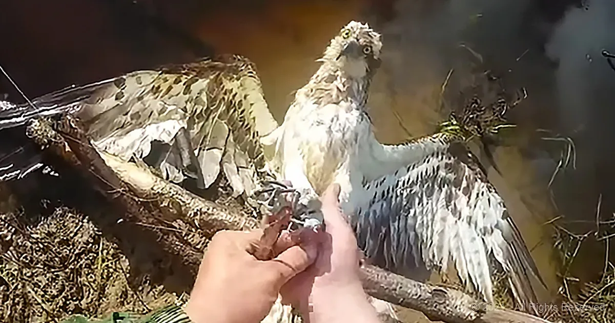 Man With Nerves of Steel Saves Hawk With His Bare Hands