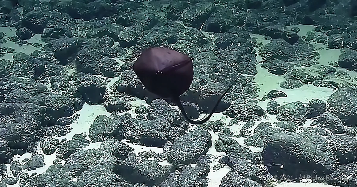 A dark-colored stingray swims over a rocky seabed in clear, shallow water.