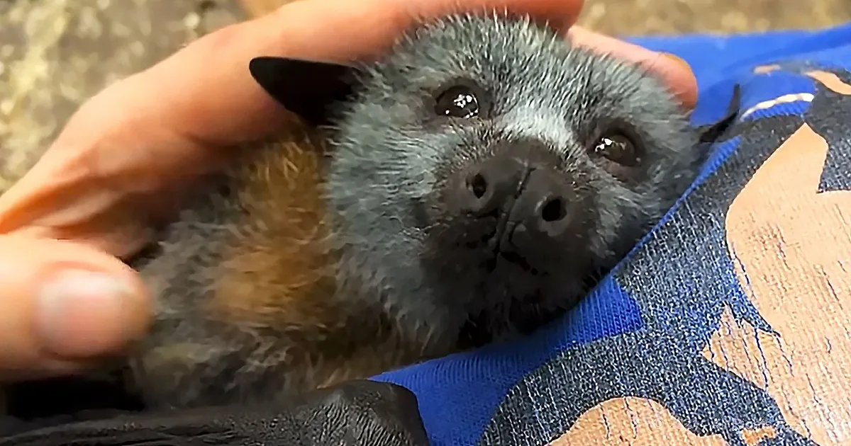 Baby Bat Making Heart-Melting Squeaks Will Have You Thinking 'Sky Puppies'