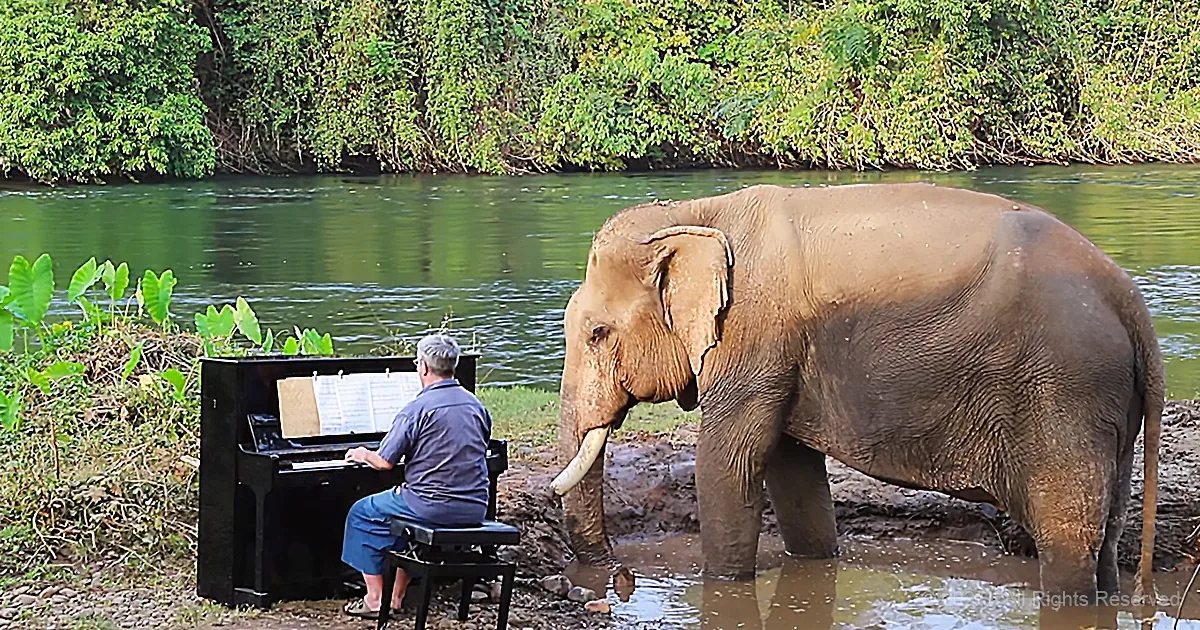 Pianist Plays Healing Music for Aging Rescue Elephant