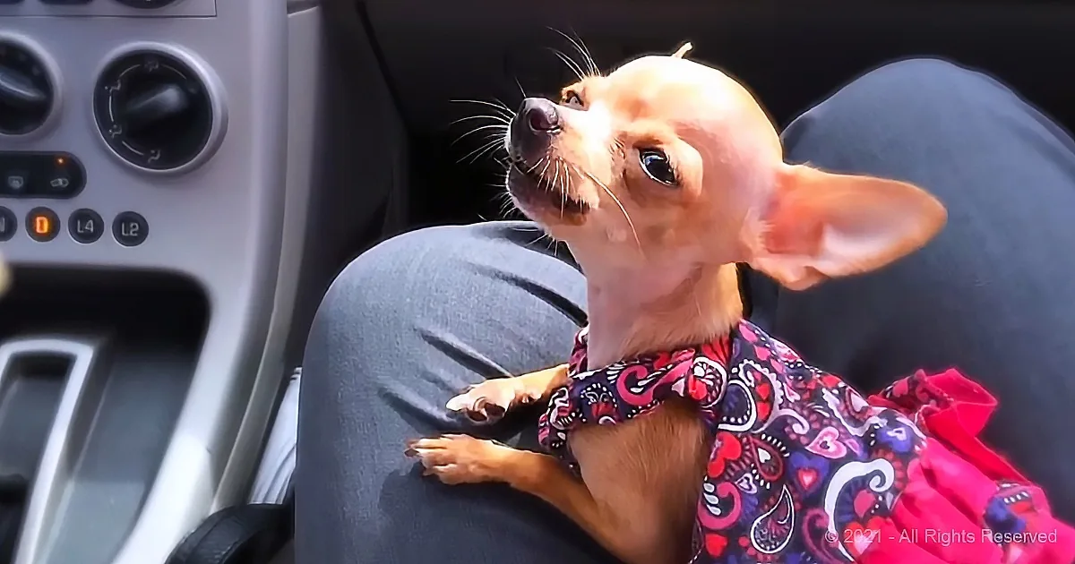 Little Chihuahua Sings From Her Heart With a Beautiful Voice