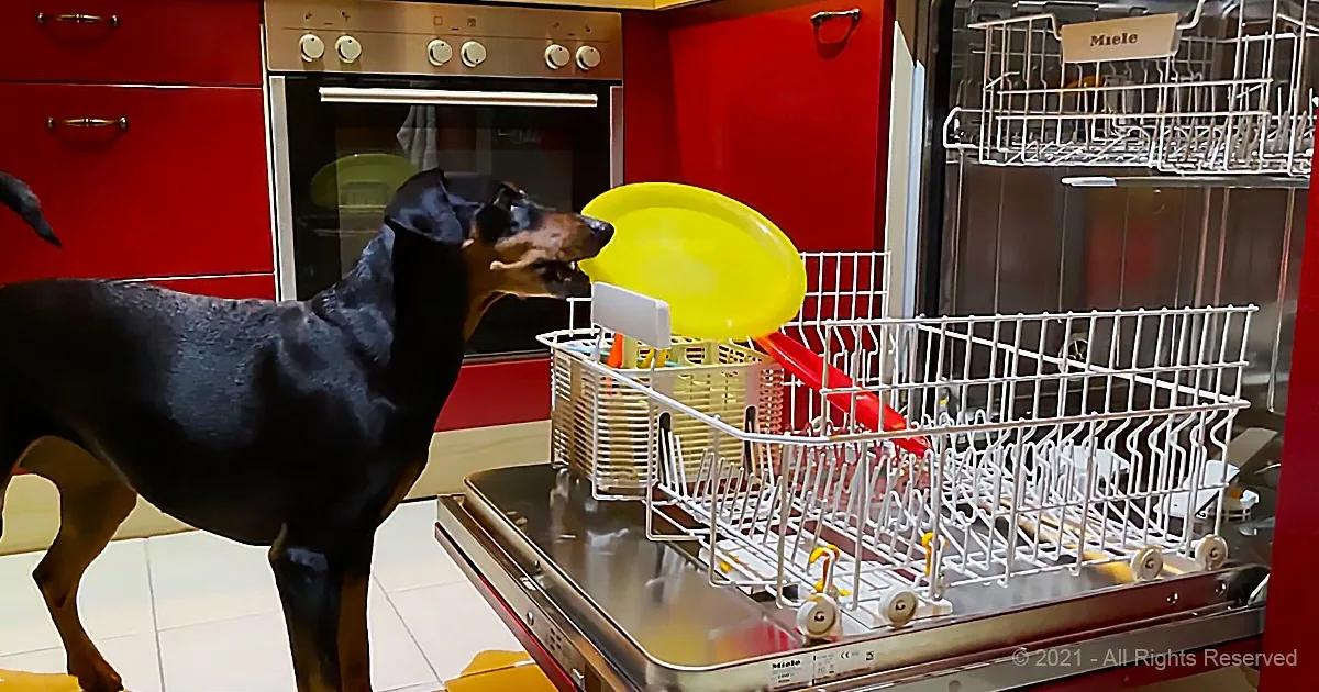 A black and brown dog stands near a dishwasher, looking inside at a yellow plate.