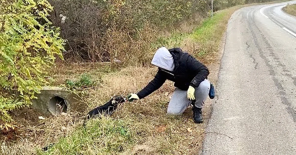 Abandoned, Scared Puppy Feels Hope When Rescuer Kisses Her