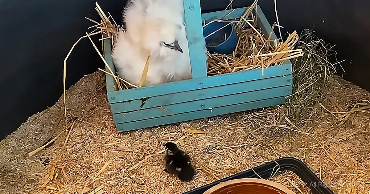 Mama Chicken Hatches 'Mystery Eggs' She Didn't Lay