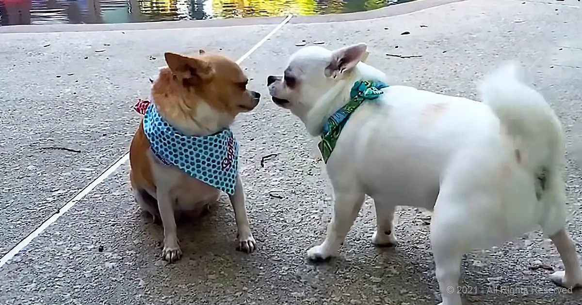These Chihuahuas Act Like They've Been Married for 30 Years