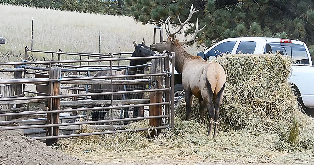 Wild Elk Seeks Stable Horse for Long Term Relationship