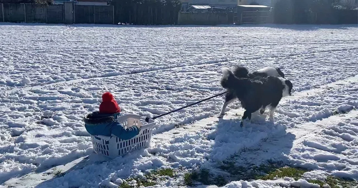 Wonder-Filled Boy Goes Dog Sledding in Mom's Laundry Basket