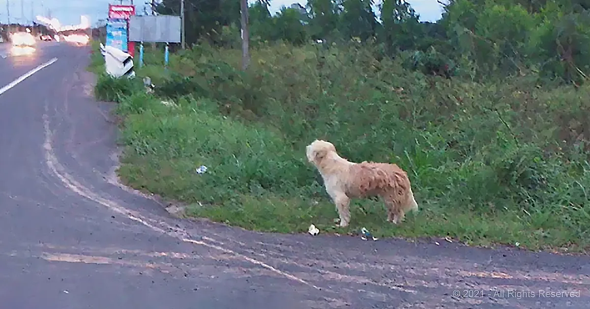 A scruffy dog stands on a grassy roadside, facing away, with a curved road and distant lights in the background.