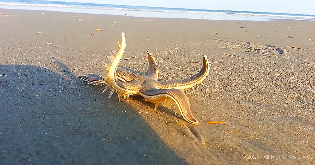 Poor Stranded Starfish Wants Someone to Help