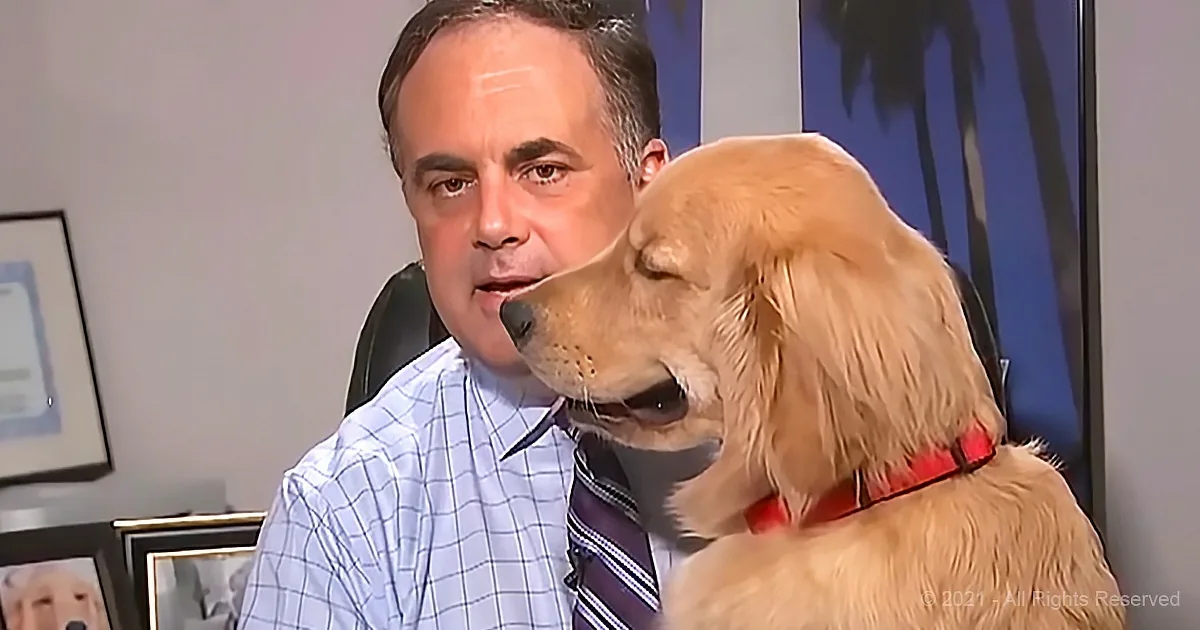 Today's Weather: Sunny With a 100% Chance of Golden Retrievers