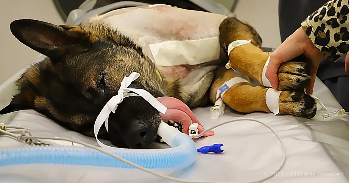 A dog is lying on a medical table with a bandaged abdomen, connected to medical equipment, and a person holding its paw.