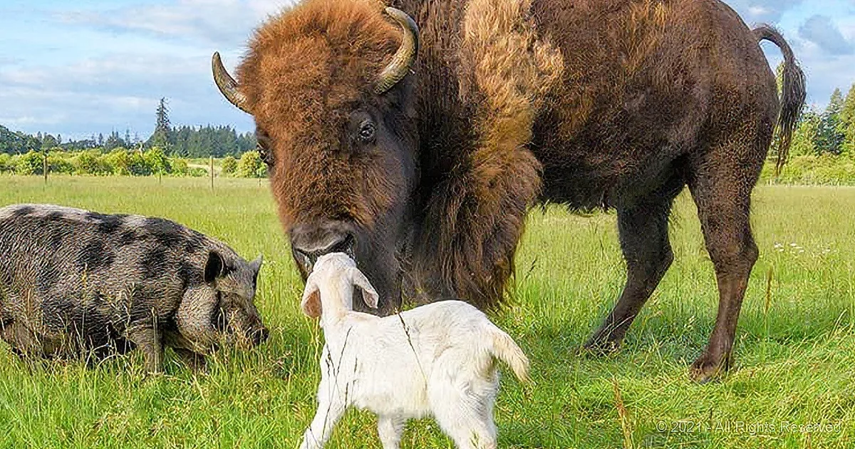 A bison stands in a grassy field, interacting with a pig and a goat.