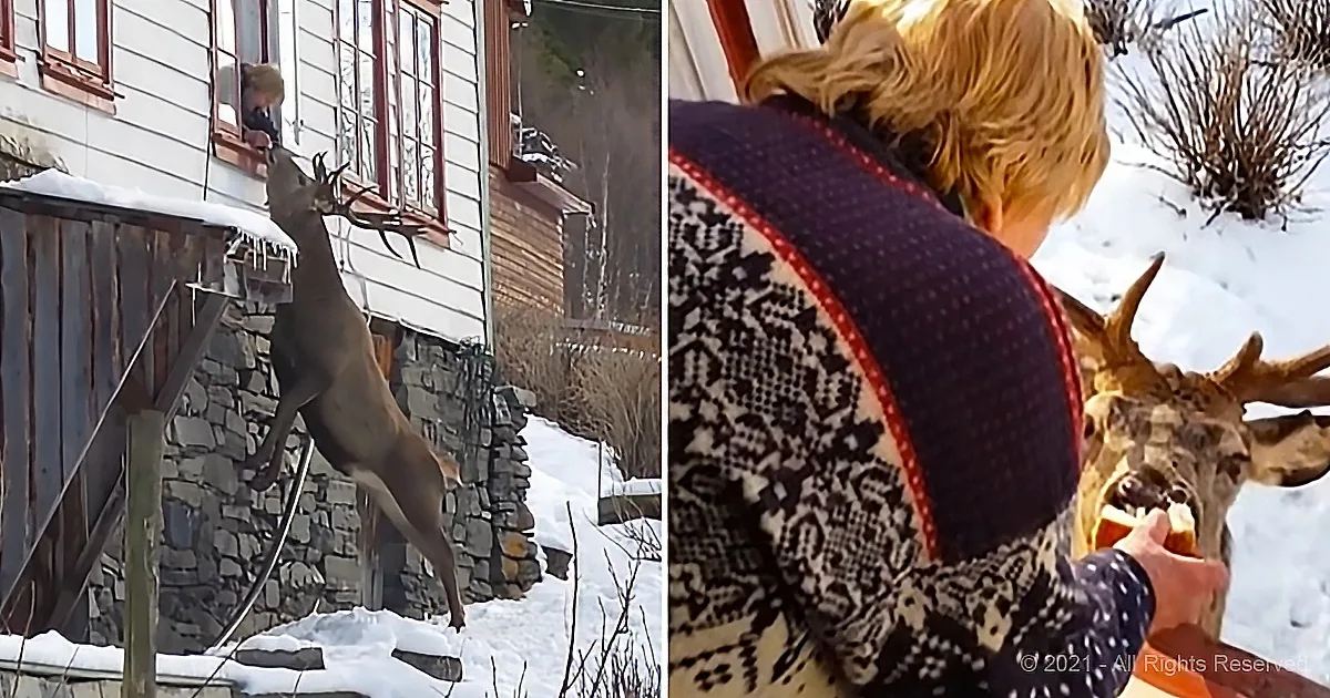 A deer leaps onto a snowy roof, while a person in a patterned sweater feeds it from below.